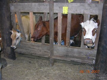 can you milk a beltie? - Cattle